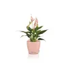 DECO 28 - Übertopf Magnolie | Ø 28 × 26 cm | matte Produktbild-Vorschau 5