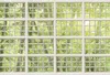 Tadessi Fototapete | Fenster | 4.00 m x 2.70 m | Grün | Produktbild-Vorschau 1