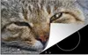 KitchenYeah© Herdabdeckplatte Katze - Grau - Makro , Produktbild-Vorschau 1