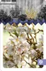 Prunus incisa 'Kojou-no-mai' – Dwergkers (kers) 40-60 cm, Productafbeelding-voorbeeld 2