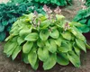 Hosta sieboldiana, Blaublatt-Funkie, ca. 11x11 cm Topf, Produktbild-Vorschau 3