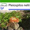 SAFLAX - živá žula - Pleiospilos nelii - 40 Semená - S Náhľad obrázku produktu 10
