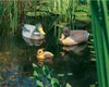 Heissner Schwimmente Stockente", 36cm (666)" Produktbild-Vorschau 2