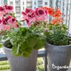 Wióry rogowe 1-6 mm Nawóz azotowy organiczny (5 kg na 50 Podgląd zdjęcia produktu 9