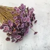 Getrocknete Glixia BIG (Comanthera) - Lavendel Produktbild-Vorschau 2