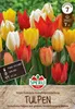 Artikelbild 2 von 'Fosteriana-Tulpe Kaisertulpen-Mischung (7 Stück)' Produktbild-Vorschau