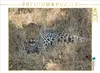 CALVENDO Puzzle Leopard 2000 Teile Puzzle quer | 2000 Teile Produktbild-Vorschau 1
