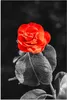 MuchoWow® Poster Blumen - Schwarz - Weiß - Rose - Rot 40x60 Produktbild-Vorschau 1