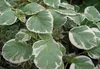 Hydrangea anomala petiolaris 'Silver Lining' Produktbild-Vorschau 2