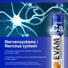 EVÄM Calcium + Magnesium + Vitamin D3 Brausetabletten – 600 Produktbild-Vorschau 3