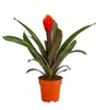 Dehner Guzmanie Deseo, Guzmania cultivars, orange-gelbe Produktbild-Vorschau 1