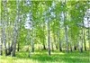 Fototapeta lesní bříza bříza lesní příroda 200x140 cm - Náhled obrázku produktu 1