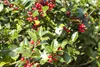 Stechpalme Alaska 10-15 cm, im Topf - Ilex aquifolium, Produktbild-Vorschau 2