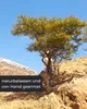 Incensera Weihrauch zum Räuchern, 250 gr aus dem Oman, Produktbild-Vorschau 6