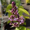 Flieder ´CARPE DIEM®´ auf Stamm 120  cm, Cont. 7,5 l Produktbild-Vorschau 5