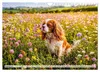 Cavalier King Charles Spaniel - Ein Jahr voller Erlebnisse Produktbild-Vorschau 10
