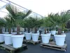 XXL Palme winterhart inkl. Pflanzkübel weiß, 180 - 220 cm Produktbild-Vorschau 2