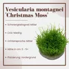 Aquarium Pflanze In Vitro 2x Moos Vesicularia dubyana Produktbild-Vorschau 2