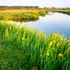 Bloomique - Lot de 3 Plantes de Bassin - Pontédérie - Voir les images du produit 3