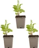 Bloomique - 3er Set - Digitalis Purpurea Gloxiniiflora - Produktbild-Vorschau 2