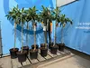 Japoński Wollmispel, Eriobotrya Japonica, Mispel 150cm Podgląd zdjęcia produktu 7