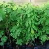 Madeleine des Deux Saisons, Feige, Feigenbaum, zweimal Produktbild-Vorschau 1