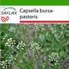 SAFLAX - pastierska kabelka - Capsella bursa-pastoris - Náhľad obrázku produktu 10