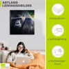 ARTland Leinwandbild Gorilla Größe: 50x50 cm Produktbild-Vorschau 2
