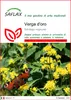 SAFLAX  - Verga d'oro  - 100 semi - Solidago Anteprima dell’immagine prodotto 1