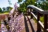 Muskatellersalbei, im Topf - Salvia sclarea Produktbild-Vorschau 13