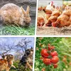 Izrielar šestihranná síť drátěná klec drátěná klec 1x 25 m Náhled obrázku produktu 5