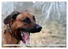 Rhodesian Ridgeback Augen-Blicke (Wandkalender 2027 DIN A3 Produktbild-Vorschau 13