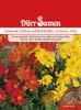 Dürr-Samen - Cosmea Cosmic Mix gelb rote orange Töne Produktbild-Vorschau 1