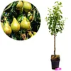 A pear tree sapling in a pot next to a circular inset showing ripe pears on a branch. Podgląd zdjęcia produktu