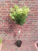 Hortensie ‘Limelight’ Stämmchen 130–140 cm – Produktbild-Vorschau 2