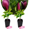Two small potted plants with purple flowers and green leaves. Anteprima dell’immagine prodotto