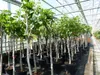 Feigenbaum 150-180 cm Obstbaum winterhart kräftiger Stamm, Produktbild-Vorschau 9