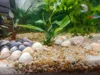 Ghiaia Acquario per Piante, Substrato Quarzo Giallo Ambra Anteprima dell’immagine prodotto 2