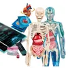 Clementoni Super Anatomy - tiedesetti Produktbild-Vorschau 5