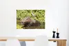MuchoWow® Poster Ein Wasserschwein sitzt im Wasser mit Produktbild-Vorschau 5
