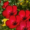 Lein rot Samen - Linum grandiflorum - Leinsamen - Produktbild-Vorschau 3