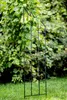 Jardin Terrasse Pergola pour rosiers - Idéal acier noir Voir les images du produit 7