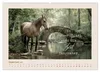 Pferdepoesie - Augenblicke voller Seele (Wandkalender 2027 Produktbild-Vorschau 12