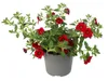 Zauberglocken – Mini-Hängepetunie – Calibrachoa – Produktbild-Vorschau 4