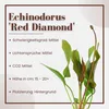 Aquarium Pflanze 3 Stück Echinodorus 'Red Diamond' AquaOne Produktbild-Vorschau 3