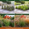 Stauden Gänge 3 x Kniphofia 'Papaya Popsicle' - Orangerote Produktbild-Vorschau 8