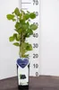 Brombeere 'Triple Crown' Rubus fruticosus 'Triple Crown' Produktbild-Vorschau 2