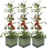 Gusta Garden TOM TOMATO 3er-Set dunkelgrün Produktbild-Vorschau 1