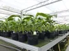 2 Stück Bananenstaude Musa Basjoo 60 - 80 cm winterhart Produktbild-Vorschau 7