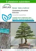 SAFLAX - Australská přímořská borovice - Casuarina Náhled obrázku produktu 1